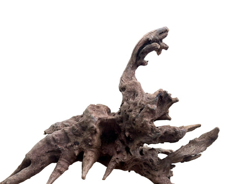Malaysian Mangrove Sinking Driftwood