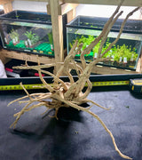 W.Y.S.I.W.Y.G.- 607 Large Piece of Spiderwood