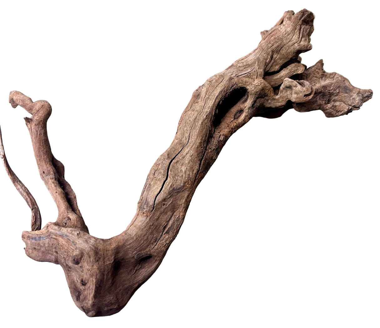  Malaysian Mangrove Wood