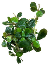 Bucephalandra Malawi 