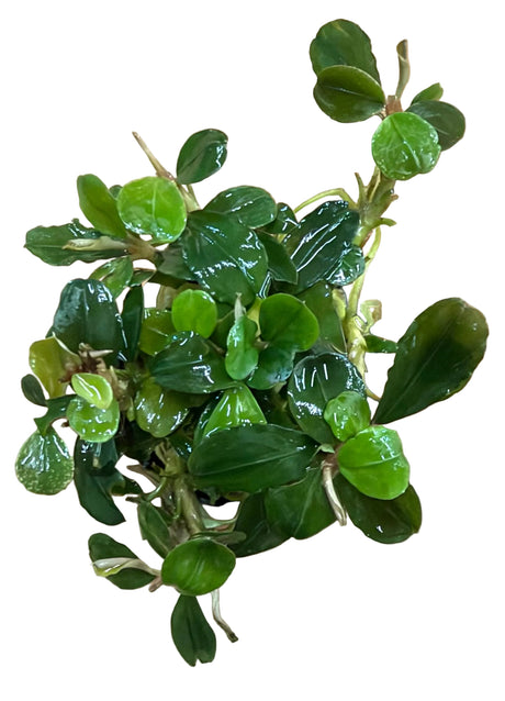 Bucephalandra Malawi 