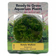 Rotala wallichii Tissue Culture - C3198 | Tissue Cultures | Largest Tropical Fish Selection at Your Local Fish Store