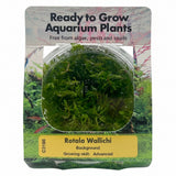 Rotala wallichii Tissue Culture - C3198 | Tissue Cultures | Largest Tropical Fish Selection at Your Local Fish Store