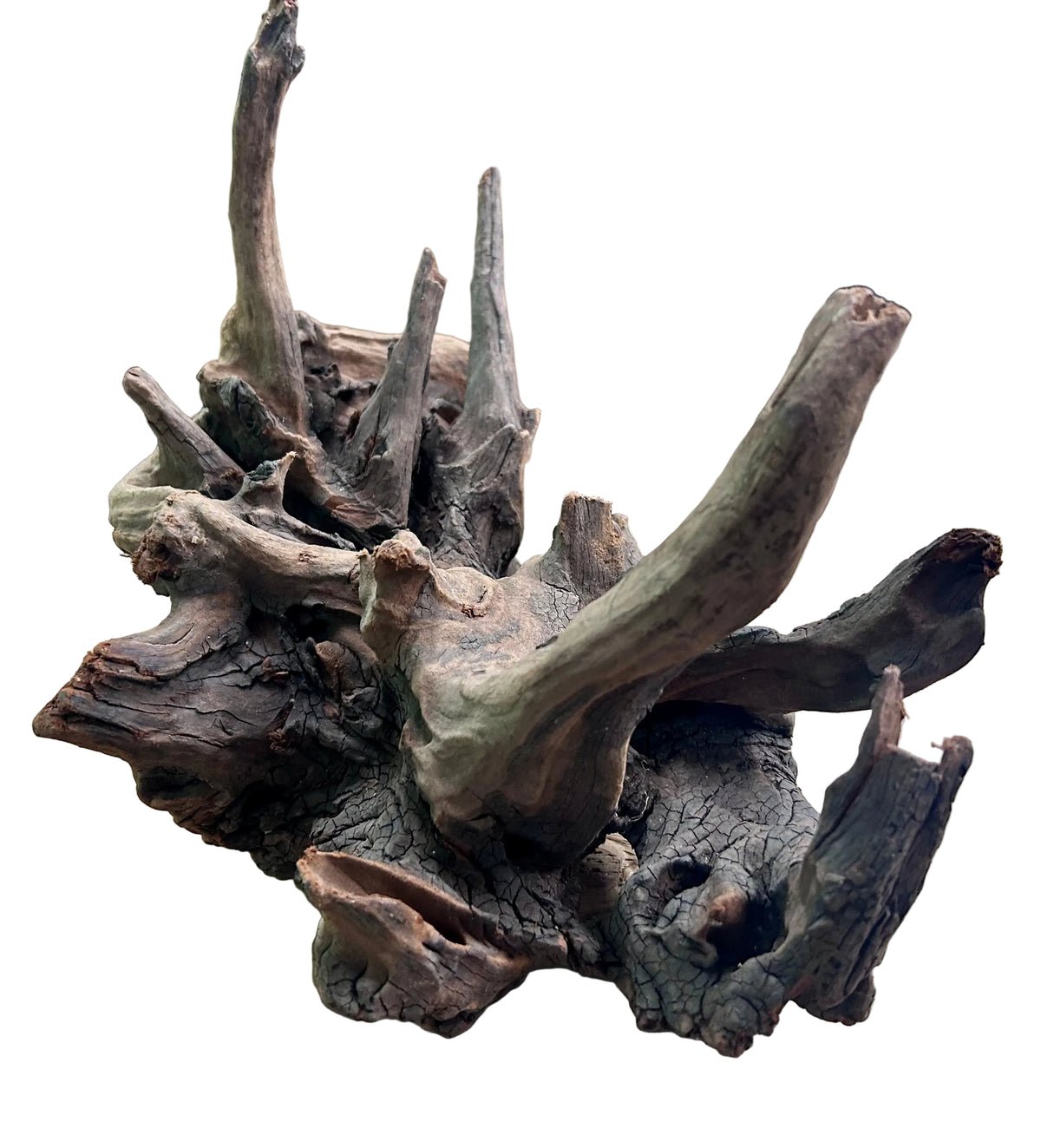  Malaysian Mangrove Sinking Driftwood
