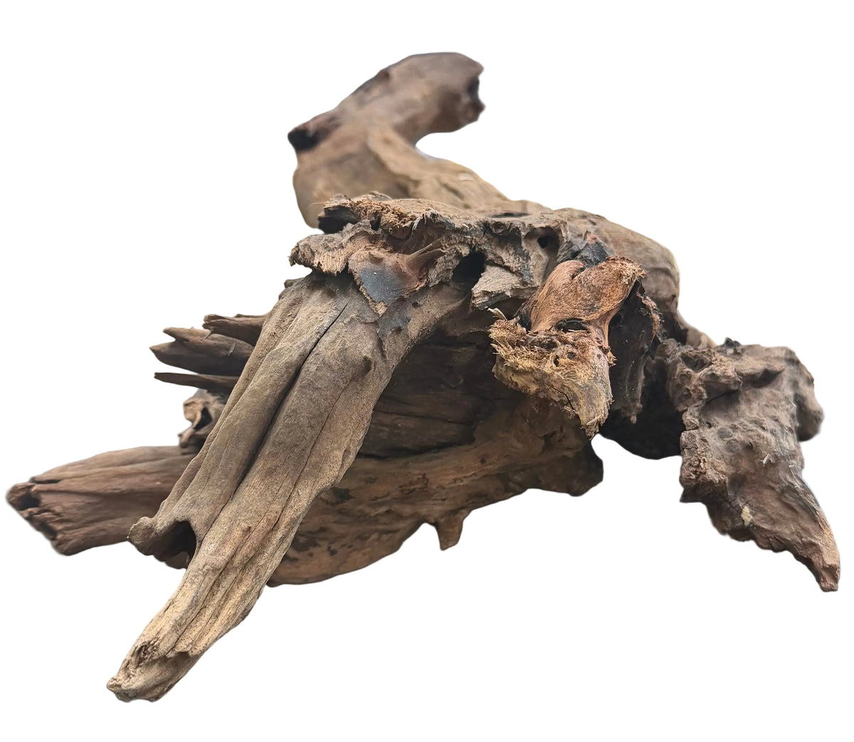 Malaysian Mangrove Sinking Driftwood