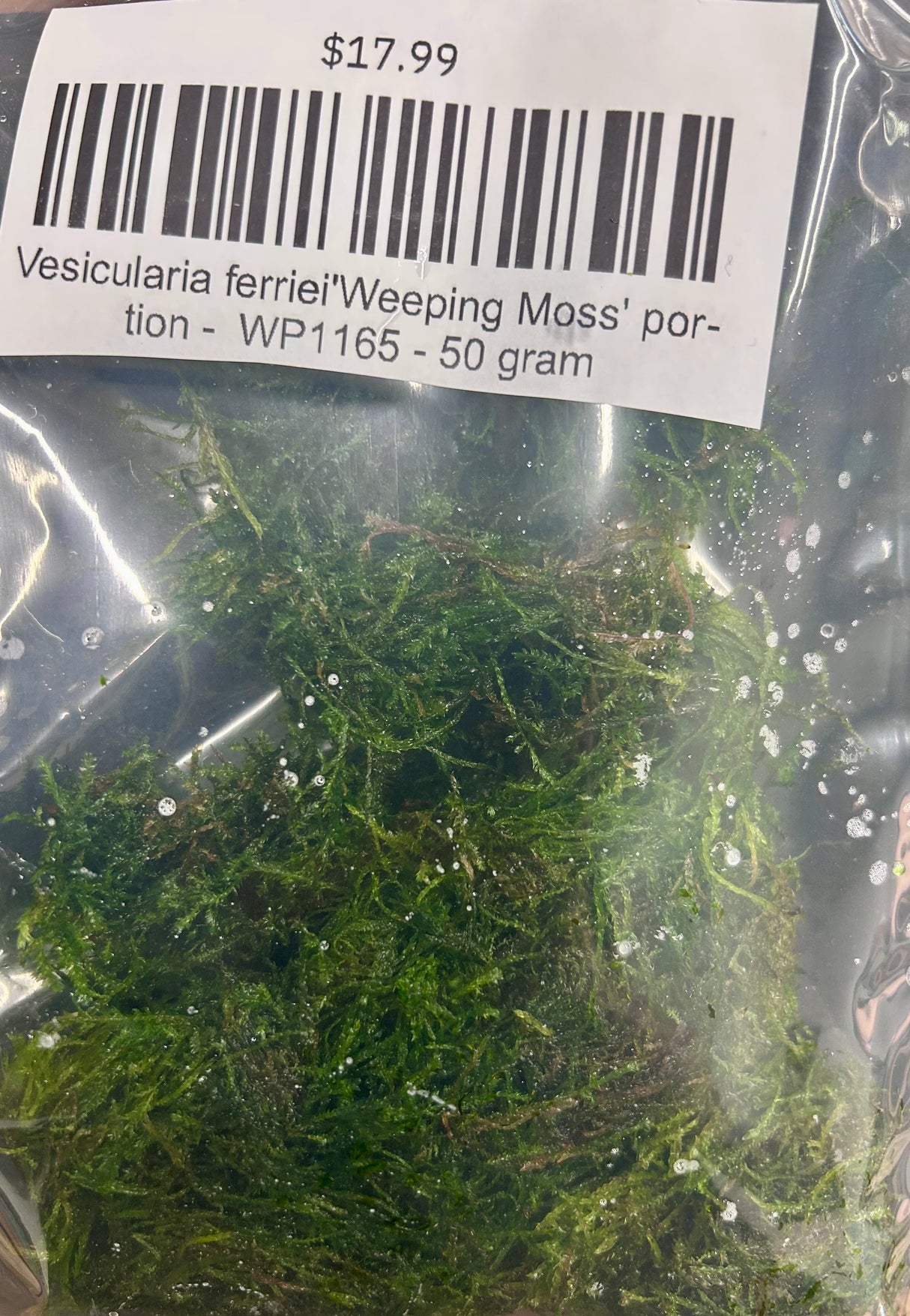Vesicularia ferriei'Weeping Moss' portion -  WP1165 | Potted Plants | Largest Tropical Fish Selection at Your Local Fish Store