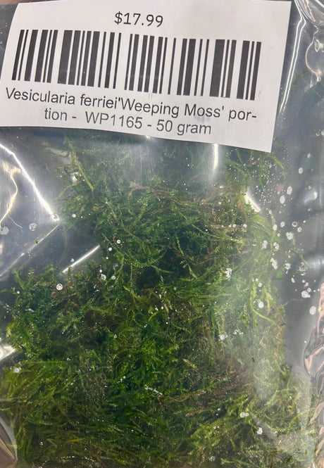 Vesicularia ferriei'Weeping Moss' portion -  WP1165 | Potted Plants | Largest Tropical Fish Selection at Your Local Fish Store