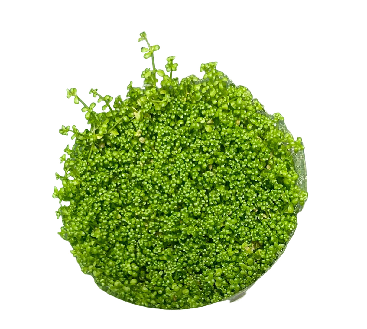 Hemianthus callitrichoides Tissue Culture 
