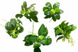 W.Y.S.I.W.Y.G. 4000 - Anubias barteri var. nana ‘Petite’  (5 pieces) | Potted Plants | Largest Tropical Fish Selection at Your Local Fish Store