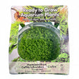 Hemianthus callitrichoides Tissue Culture