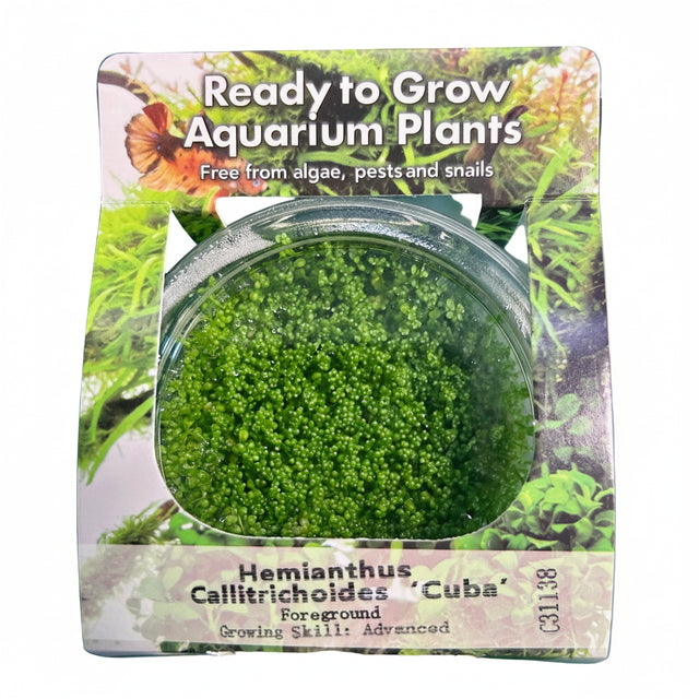 Hemianthus callitrichoides Tissue Culture
