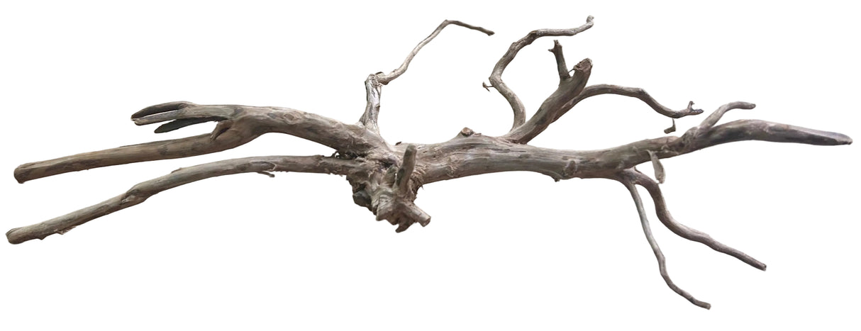  Piece of Red Moor Spiderwood