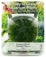 Taxiphyllum Alternans Taiwan Moss