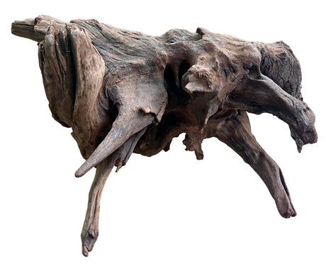  Malaysian Mangrove Sinking Driftwood