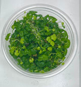Hydrocotyle tripartita Tissue Culture - C31659 | Tissue Cultures | Largest Tropical Fish Selection at Your Local Fish Store