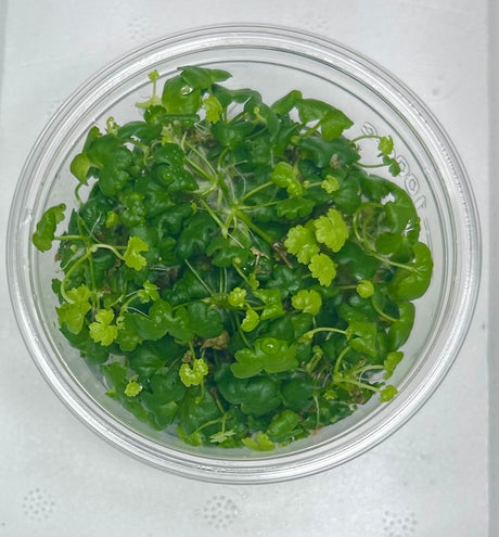 Hydrocotyle tripartita Tissue Culture - C31659 | Tissue Cultures | Largest Tropical Fish Selection at Your Local Fish Store