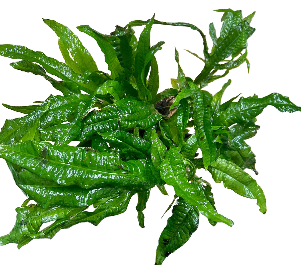 Java Fern (Microsorum pteropus) on Wood