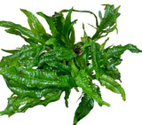 Java Fern (Microsorum pteropus) on Wood