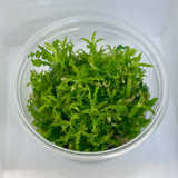 Pogostemon helferi Tissue Culture 