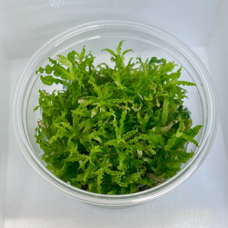 Pogostemon helferi Tissue Culture 