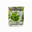 Anubias nana 'Gold' Tissue Culture 
