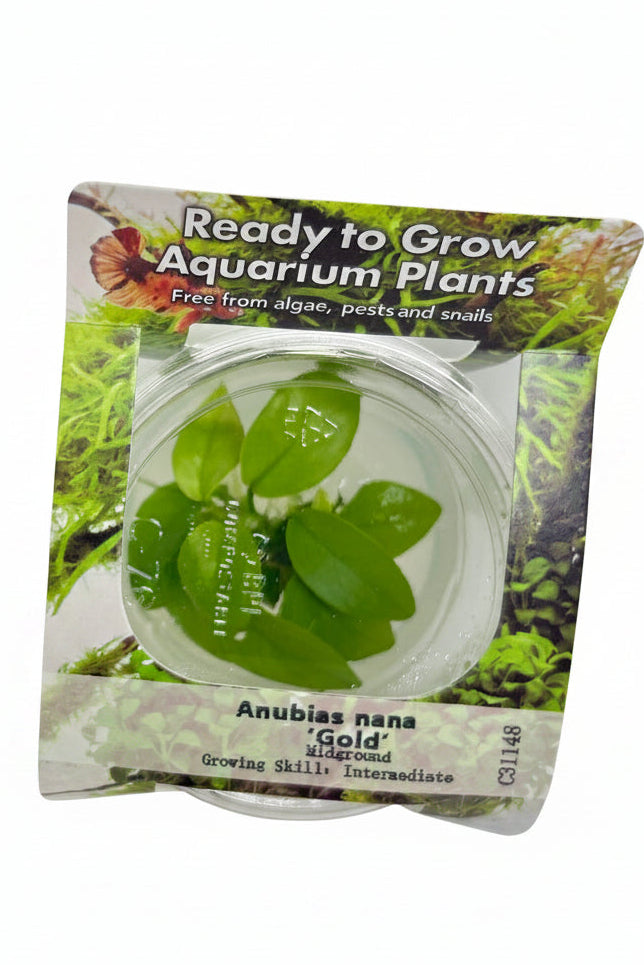 Anubias nana 'Gold' Tissue Culture 