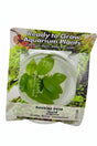 Anubias nana 'Gold' Tissue Culture 
