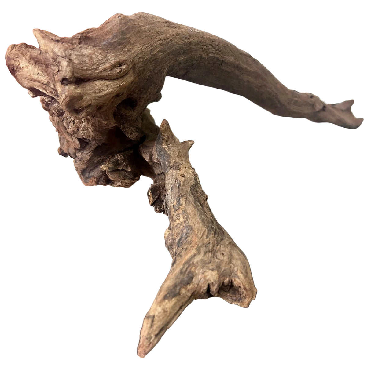 Malaysian Mangrove Sinking Driftwood