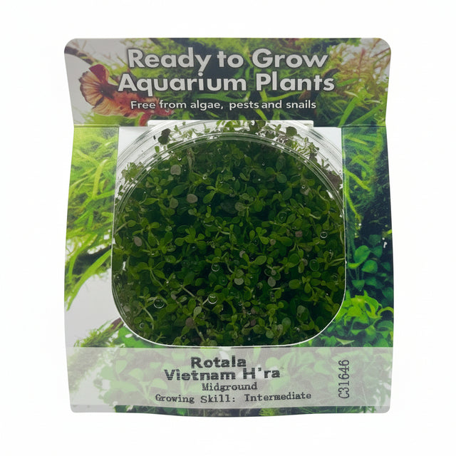 Rotala Vietnam H'ra Tissue Culture - C31646 | Tissue Cultures | Largest Tropical Fish Selection at Your Local Fish Store