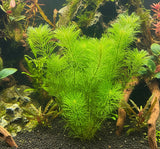 Cabomba palaeformis -  Bare Root  - WL1046 | Potted Plants | Largest Tropical Fish Selection at Your Local Fish Store