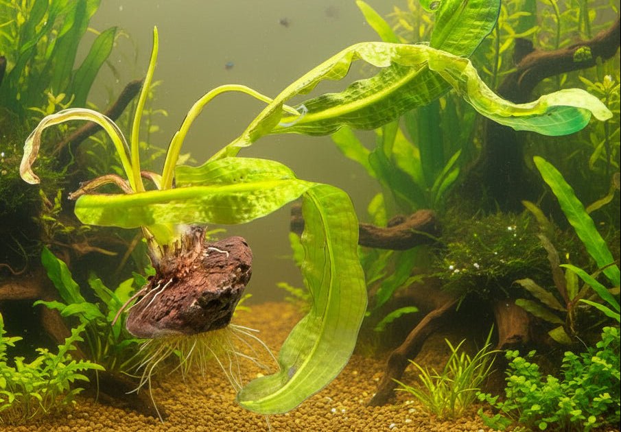 Aponogeton Boivinianus -bulb - WP023 | Potted Plants | Largest Tropical Fish Selection at Your Local Fish Store