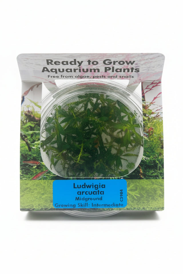 Ludwigia arcuata Tissue Culture - C3984 | Tissue Cultures | Largest Tropical Fish Selection at Your Local Fish Store