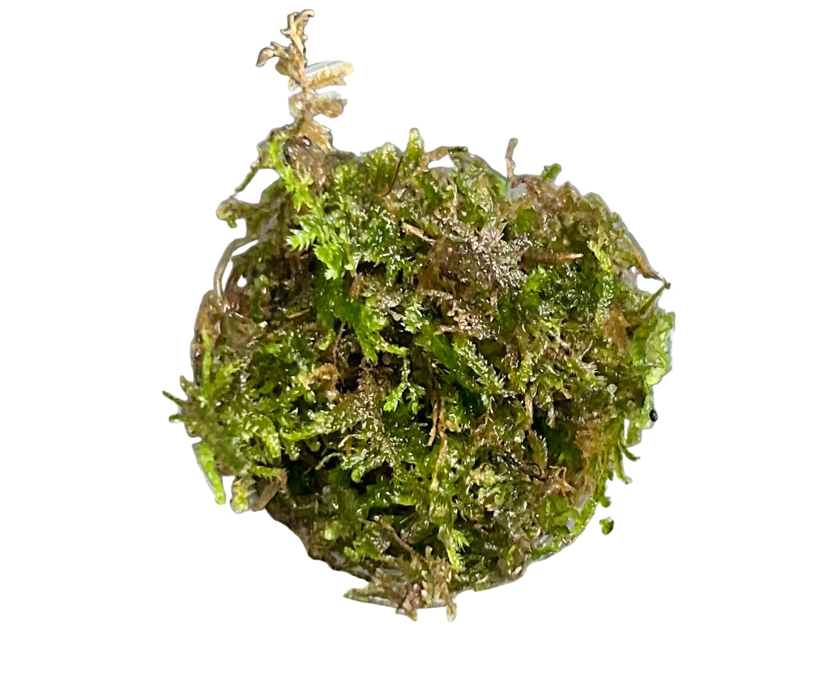 Vesicularia dubyana (Java moss) 