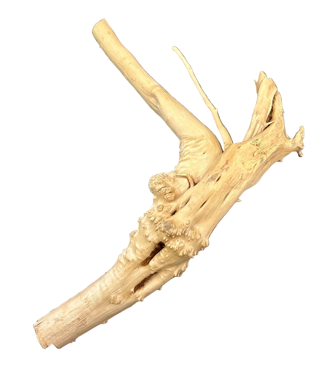 Piece of Spiderwood