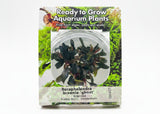 Bucephalandra brownie ghost ulu kapus Tissue Culture - C31677 | Tissue Cultures | Largest Tropical Fish Selection at Your Local Fish Store
