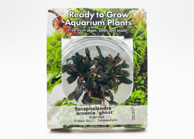Bucephalandra brownie ghost ulu kapus Tissue Culture - C31677 | Tissue Cultures | Largest Tropical Fish Selection at Your Local Fish Store