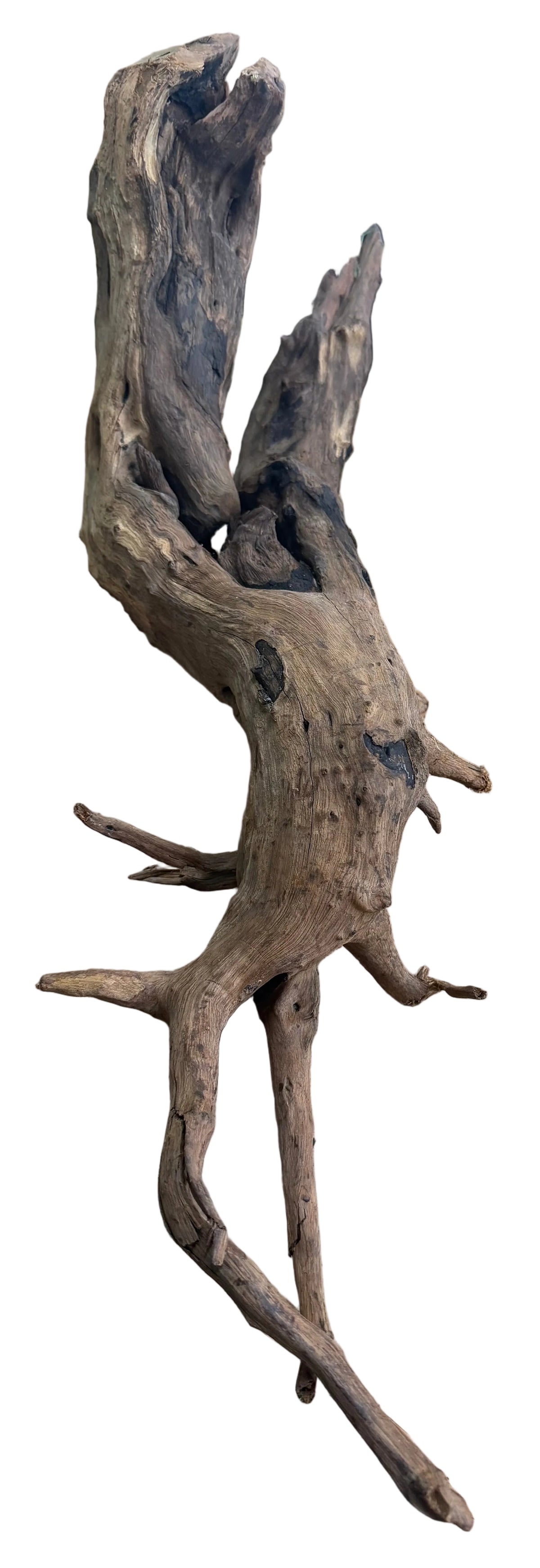 Malaysian Mangrove Wood