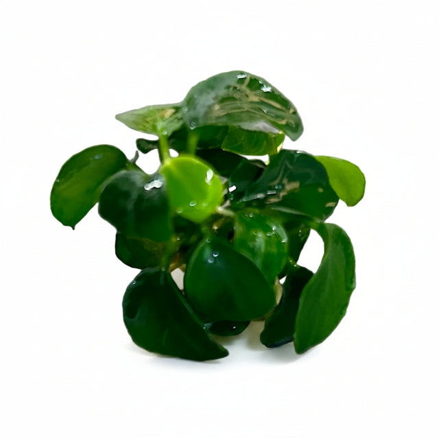Anubias barteri var. nana 'Petite' - Plantlet -  WP898 | Potted Plants | Largest Tropical Fish Selection at Your Local Fish Store