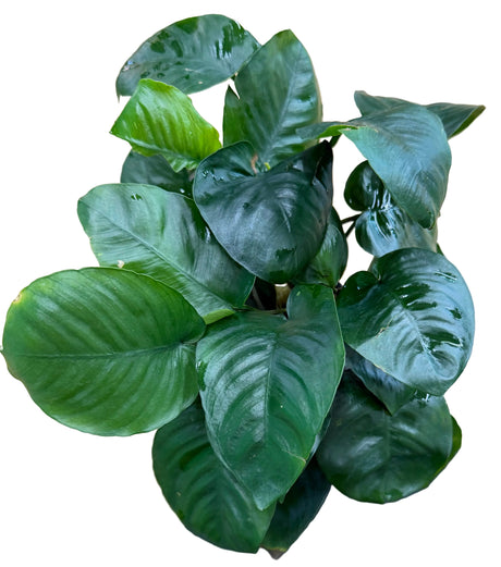 Anubias barteri var. barteri '- Large Mother Plant 
