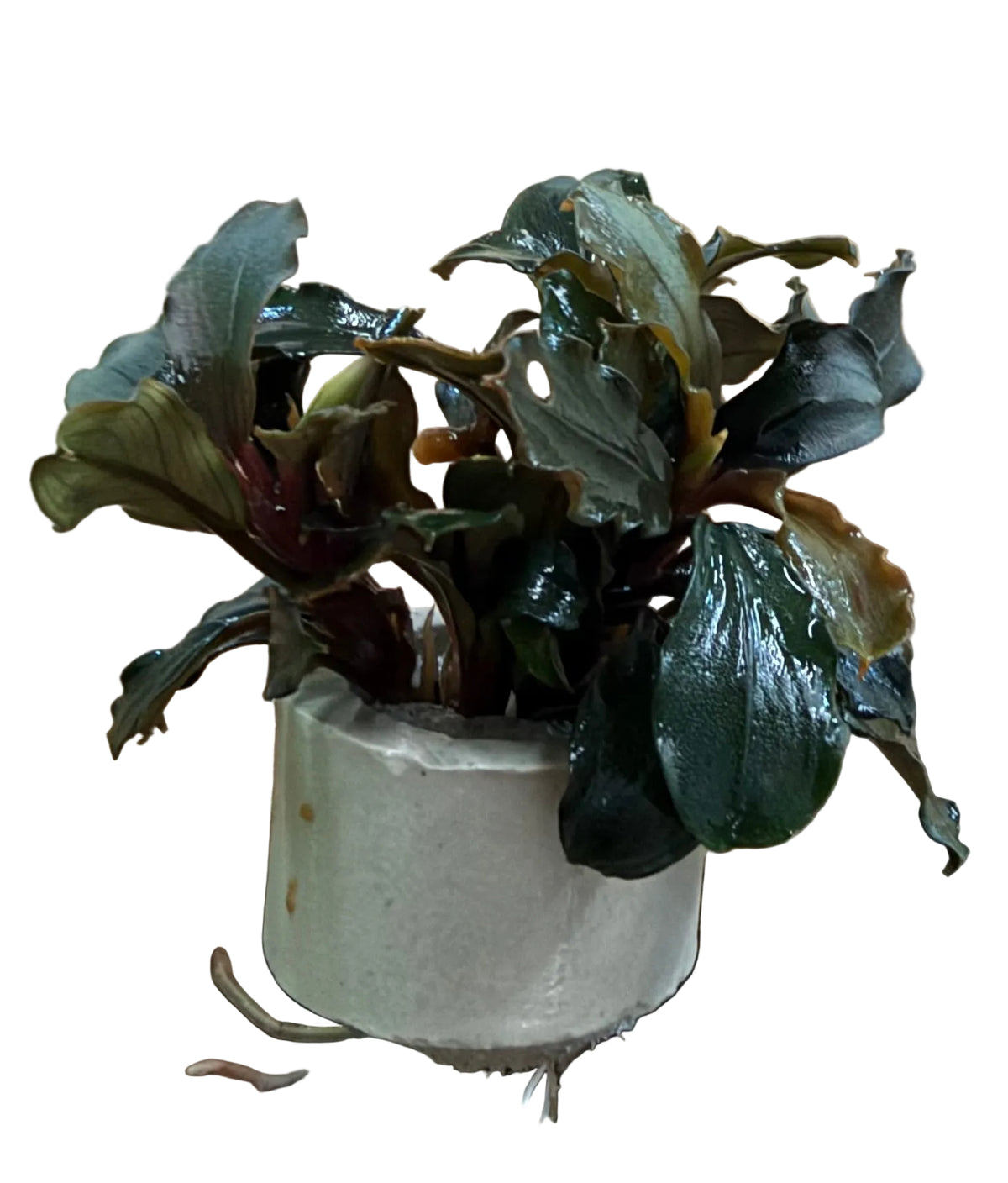 Bucephalandra Brownie Ghost Ulu Kapu - Bare Root - WL1677 | Potted Plants | Largest Tropical Fish Selection at Your Local Fish Store
