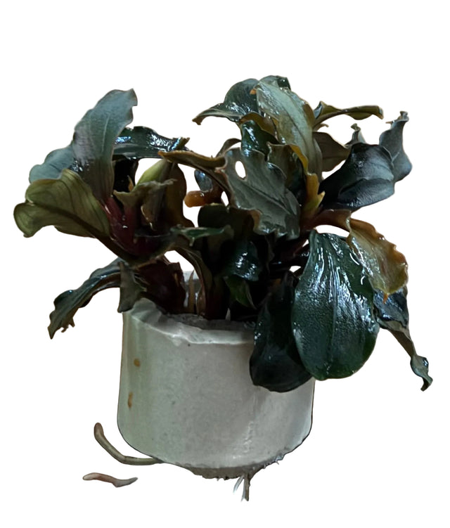 Bucephalandra Brownie Ghost Ulu Kapu - Bare Root - WL1677 | Potted Plants | Largest Tropical Fish Selection at Your Local Fish Store