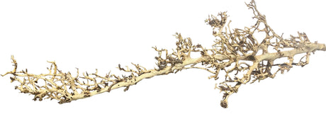 Thailand Branch Wood