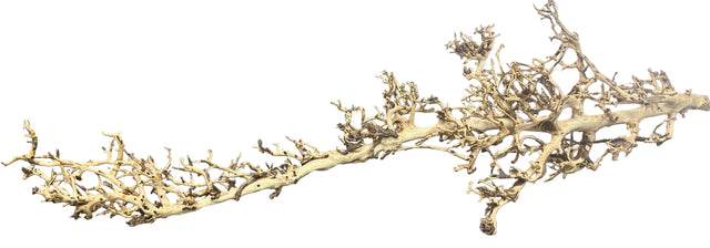  Thailand Branch Wood