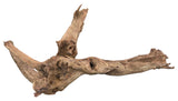 Malaysian Mangrove Sinking Driftwood