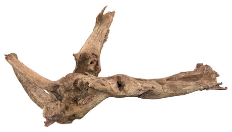 Malaysian Mangrove Sinking Driftwood