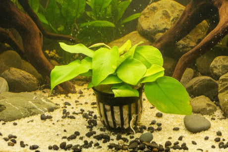 Anubias barteri var. nana 'Golden' 