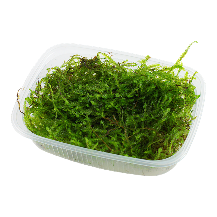 Taxiphyllum barbieri 'Bogor Moss' Java Moss 003 POR
