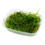 Taxiphyllum barbieri 'Bogor Moss' Java Moss 003 POR