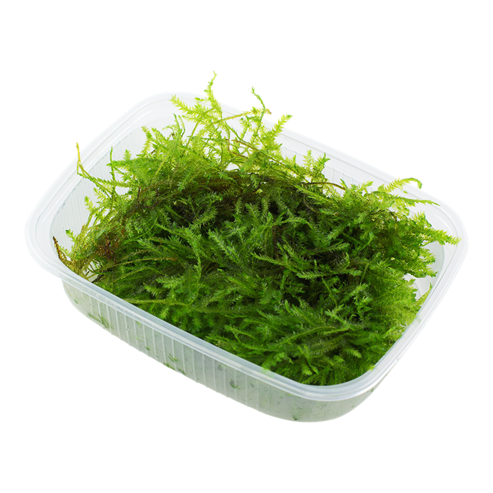 Vesicularia montagnei 'Christmas Moss' 003A POR