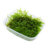 Vesicularia montagnei 'Christmas Moss' 003A POR
